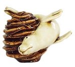 Seal on Pine Cone
